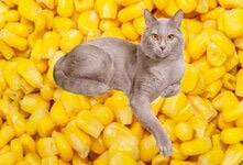 Можно ли кошке давать кукурузу? Кукуруза не является обязательным продуктом в рационе кошки, так как в дикой природе они её не едят. Кукуруза не может обеспечить организм кошки всеми необходимыми питательными веществами. Однако небольшое количество варёной кукурузы может быть добавлено в кошачий рацион в качестве источника клетчатки.