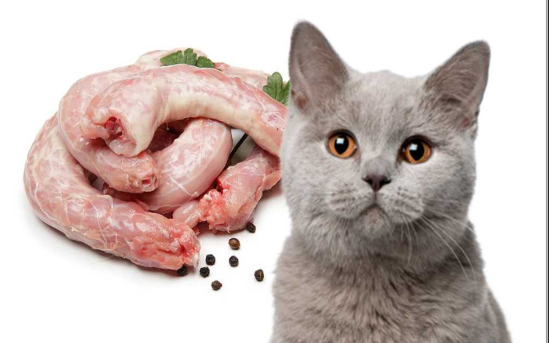 Кошкам можно давать сырые куриные шеи, так как они мягкие и содержат много питательных веществ