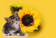 Включение в кошачий рацион подсолнечных семечек требует осторожности, иначе вместо пользы можно принести вред. При соблюдении норм употребления этот продукт способен обогатить рацион животного, насытить организм необходимыми веществами