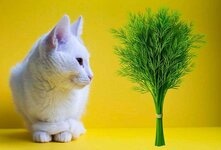 Укроп — это полезный продукт для кошек. Можно ли давать его кошкам? Ответ на этот вопрос — да, укроп можно добавлять в рацион кошек
