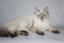 Невская маскарадная кошка-длинношёрстная порода.Сильные,массивные,мускулистые кошки среднего или крупного размера.Кошки значительно меньше котов