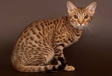 Оцикет — порода короткошёрстных кошек.Кошка имеет развитые мышцы и крупный костяк.Внешне порода оцикет напоминает грациозного леопарда или хищное млекопитающее