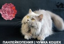 Панлейкопения кошек. Лечение, симптомы, признаки