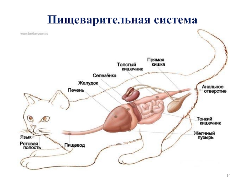 Пищеварительная система кошки
