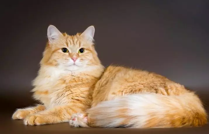 Выбор имени для рыжей кошки — это настоящий творческий процесс, в котором можно отразить её яркий характер и очаровательную внешность