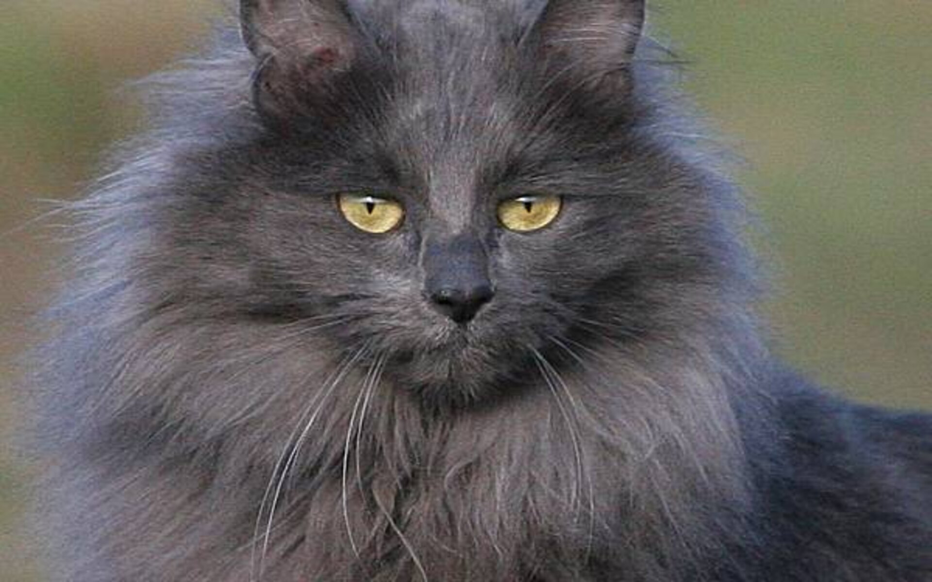 Серая кошка турецкая ангора.Голубой окрас породы выведен недавно. Предпочтительнее его светлые тона. Волосы у основания темнее. Подушечки лап и нос сочетаются с расцветкой шерсти.