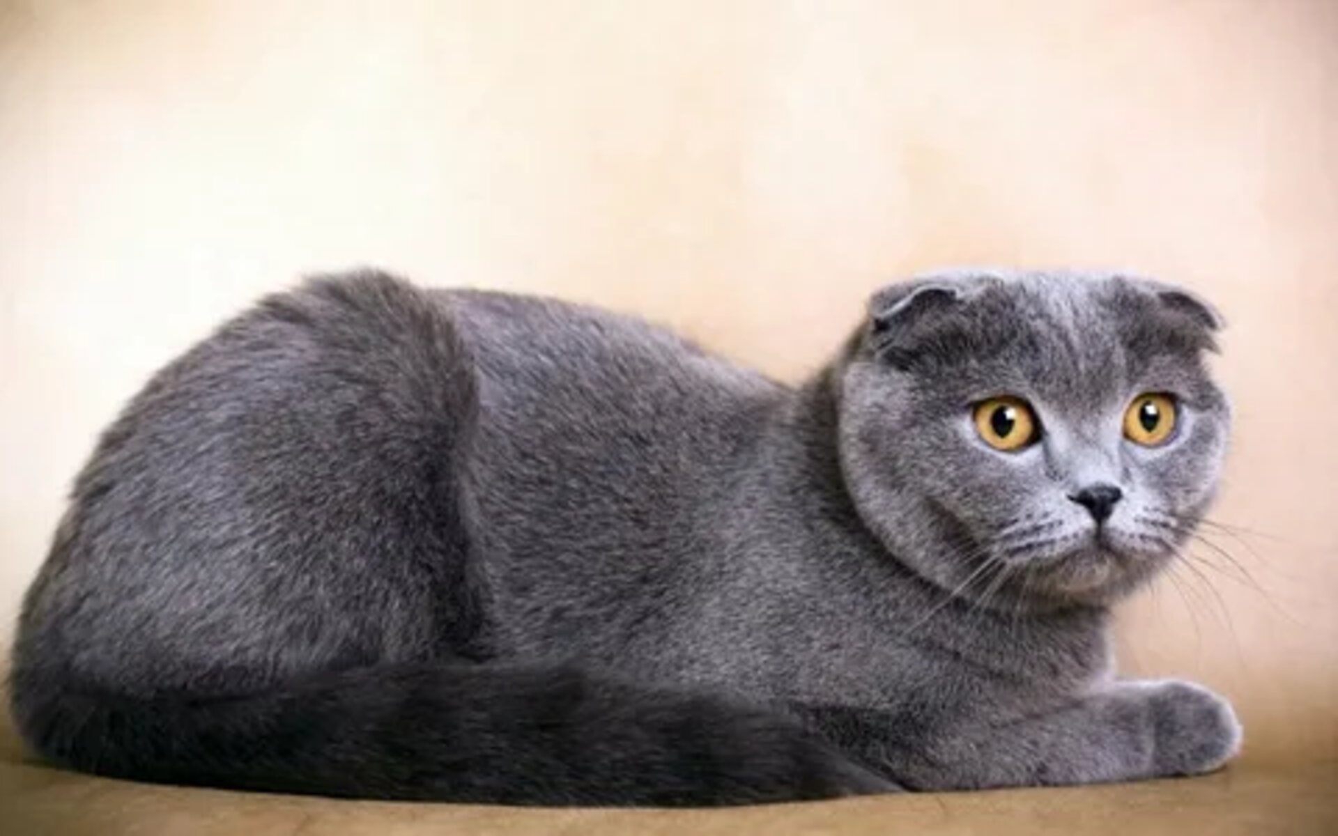 Шотландская вислоухая кошка способна очаровать любого. Другое название породы – скоттиш фолд, что дословно можно перевести как «шотландский изгиб» в честь изгиба ушного хряща