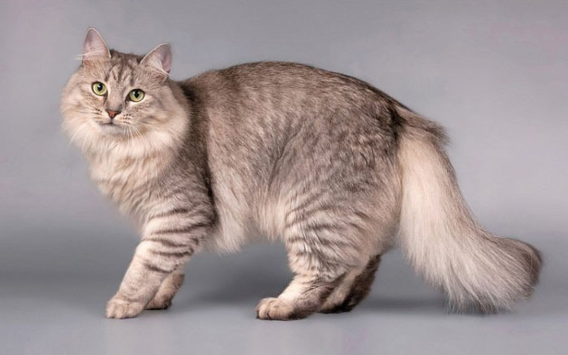 Сибирская кошка шиншилла.Это редкий и дорогой окрас, который всегда выигрышно смотрится на фоне простых однотонных расцветок. Область основания волоса имеет светлый пигмент, а его кончик окрашен в темный цвет. Благодаря этому создается ощущение переливающейся, практически драгоценной шерсти. Встречаются золотистые и серебристые пигменты.