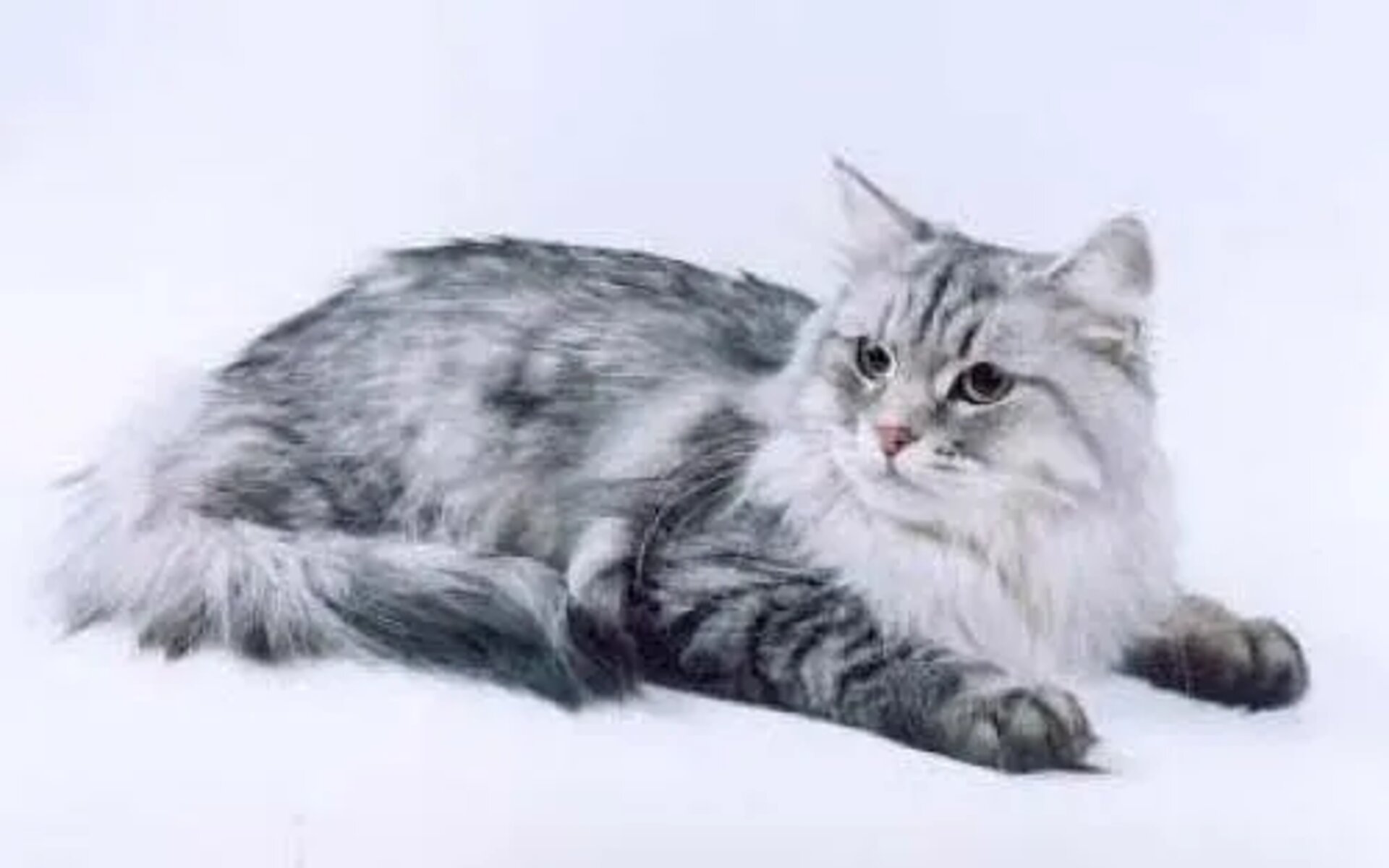 Сибирская кошка мраморная.Довольно редкий вариант окраса. В области боков, спины у сибирской коши заметны мраморные разводы темного цвета, прям как на фото. Они напоминают узоры на мраморе или разводы на кексе «Зебра». В области шеи также проглядывается ожерелье из полос, а в области лба буква «М».
