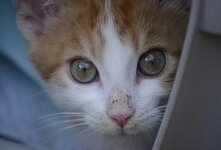 Токсоплазмоз у кошек - симптомы, причины и лечение