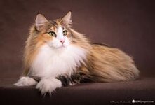 Трехцветные кошки отличаются особым очарованием. Эти милые домашние животные излучают особую энергетику и позитив. Трехцветные кошки очень популярны вне зависимости от конкретной породы, к которой относятся