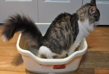 У кота понос: что делать, причины, как и чем лечить в домашних условиях