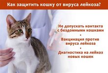 Вирусный лейкоз у кошек-симптомы вирусной лейкемии, профилактика и лечение заболевания