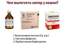 У кота или кошки запор: что делать в домашних условиях